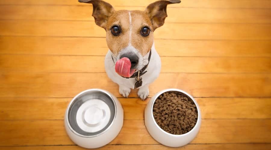 Comparing Merrick and Blue Buffalo Dog Food