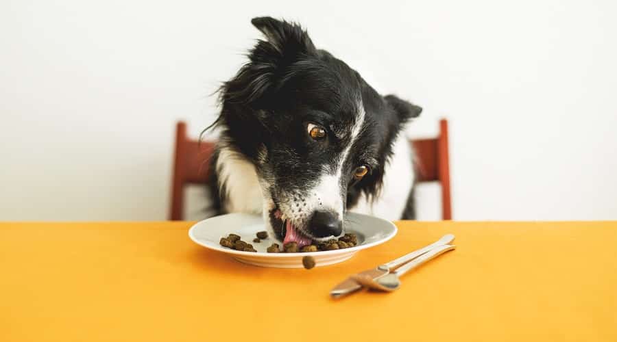 Comparing Royal Canin vs Science Diet
