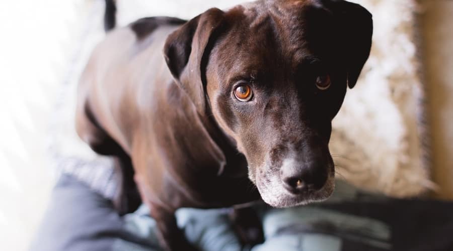 Concerned Dog After Eating Coffee in Trash