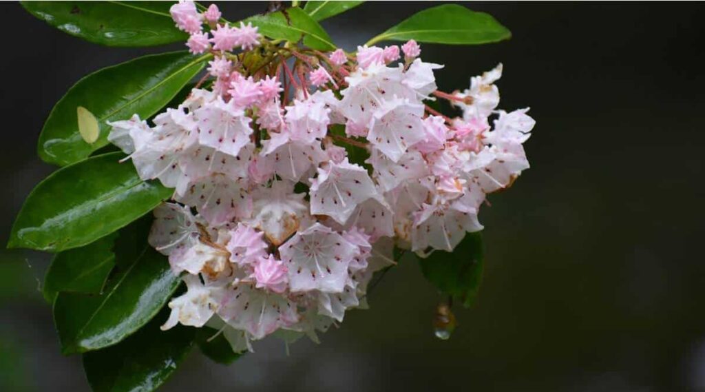 Mountain Laurel
