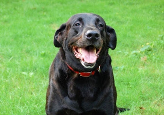 Cooper the black Labrador Retriever, our sixth slow-feed dog bowl tester.