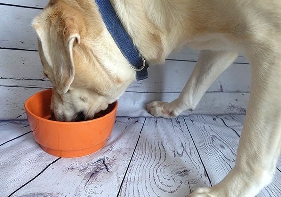 Cooper, the Yellow Labrador Retriever, eating kibble from Waggo Gloss the best ceramic bowl for large dogs
