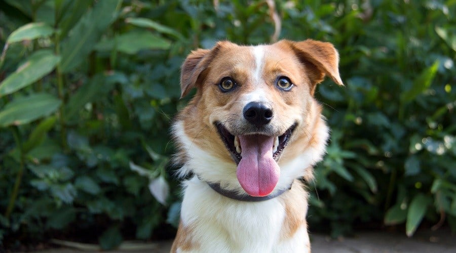 Corgi Border Collie Coat Colors