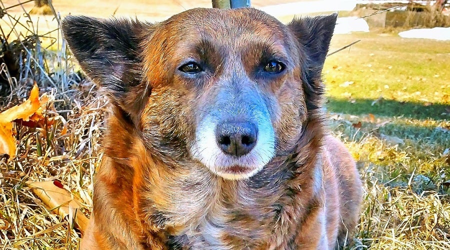 Corgi Boxer Mix