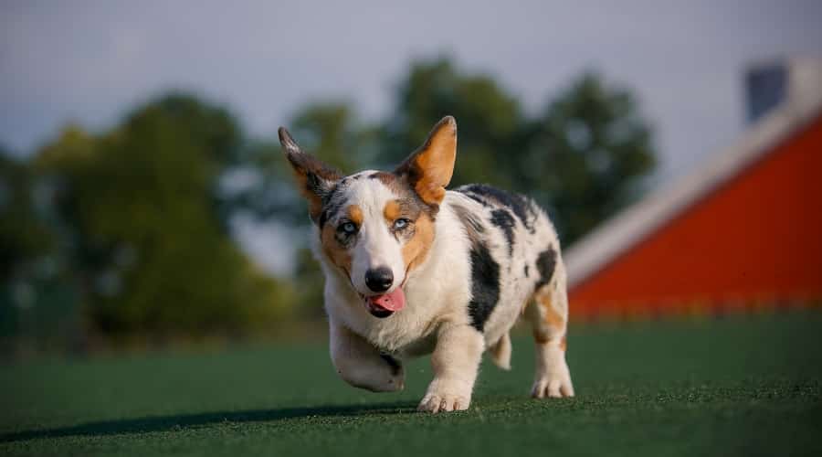 Corgi Dog Running