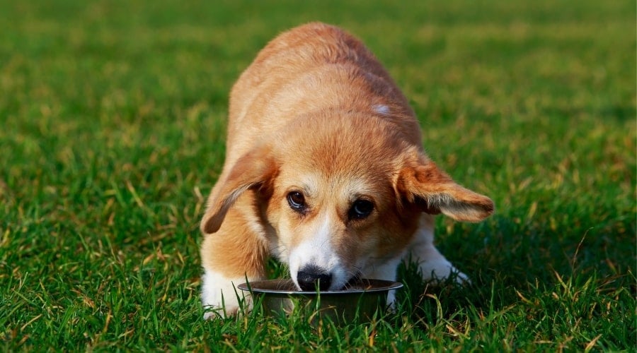Corgi Eating Dog Food