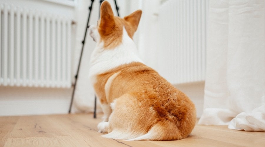Corgi Focusing Intently