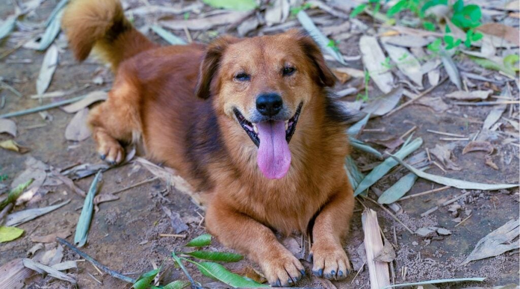 Corgi Golden Retriever Mix laying outside looking happy.
