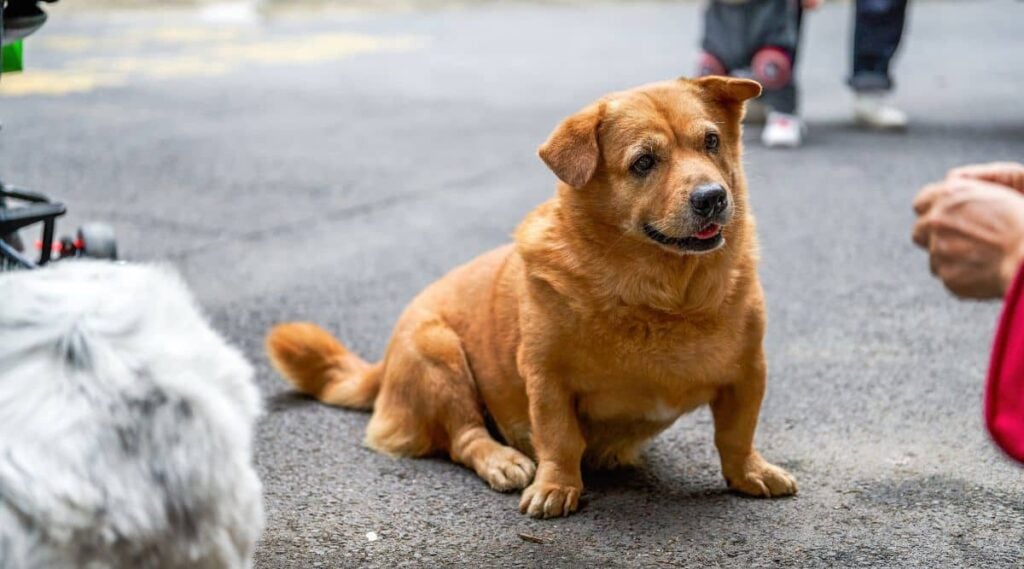 Corgi Golden Retriever Mix sitting outside.