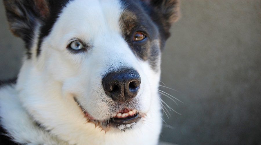 Siberian Husky Mix Breed Information, Temperament & More Canine Journal