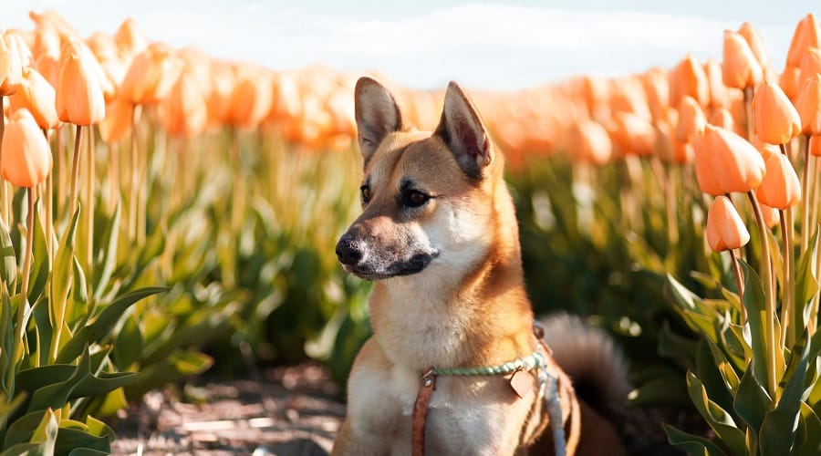 Corgi Inu Mix