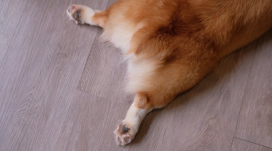 Corgi Laying on Wood Floor