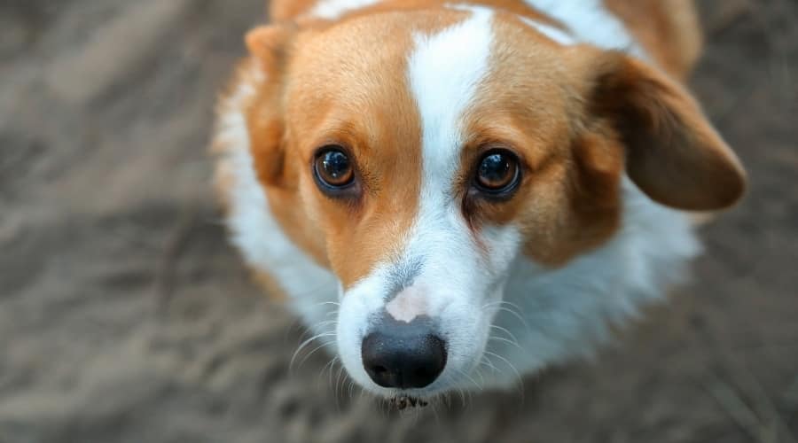 Corgi Looking Up at Camera