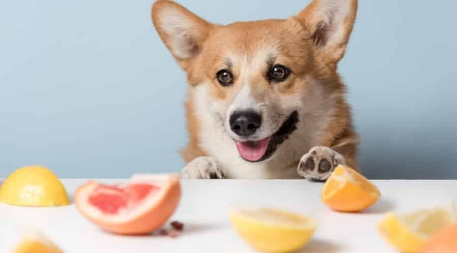 Corgi Looking at Acidic Fruits on a counter.