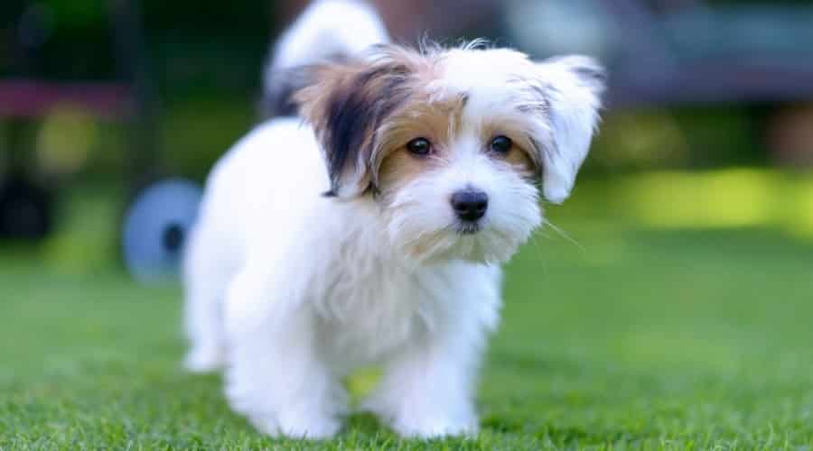 Corgi Maltese Mix
