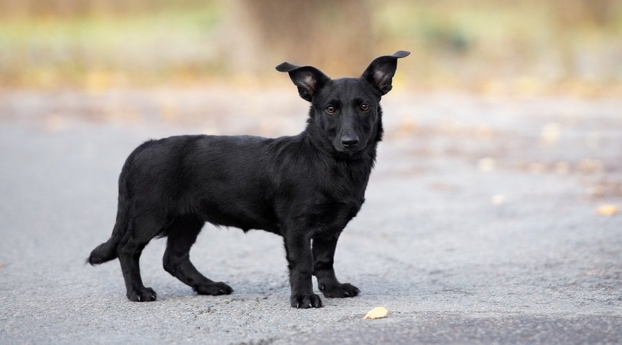 Australian Shepherd Corgi Mix
