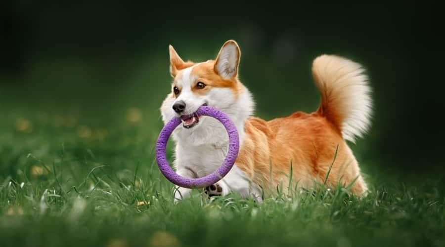 Corgi Playing With Ring Toy
