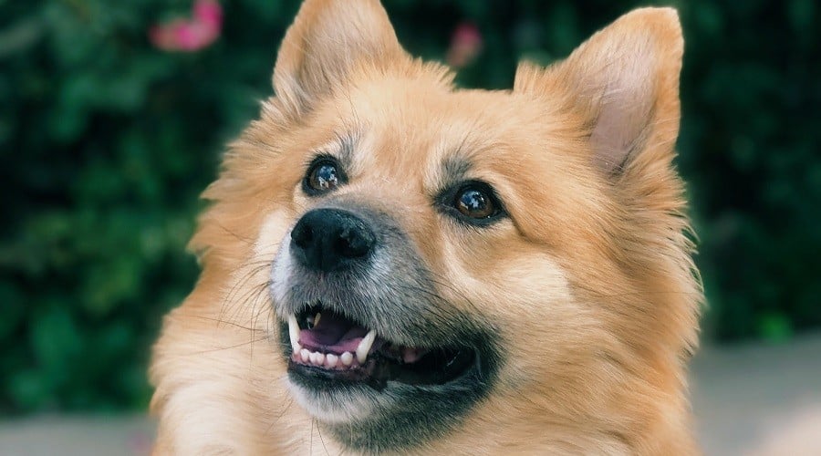 Corgi Pom