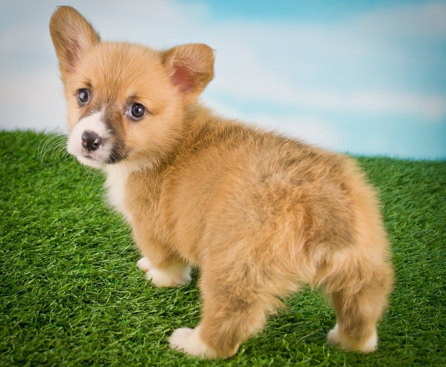 Corgi Puppy Butt