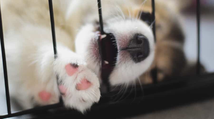 Corgi Puppy in Crate