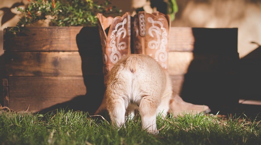 Corgi Puppy with Boots