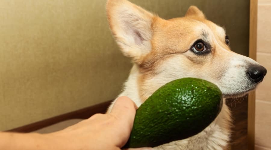 Corgi Refusing a Green Vegetable