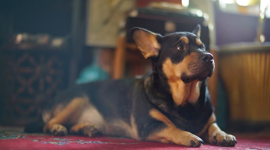 Corgi Shepherd Mix