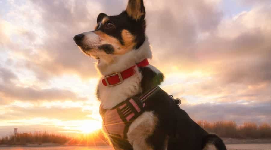 Corgi standing at sunset in a harness.