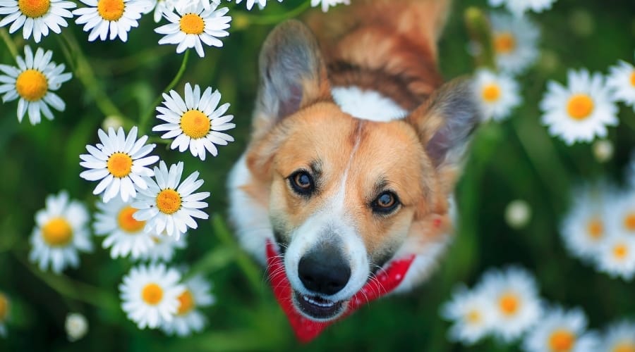 Corgi in a field of while flowers looking up.