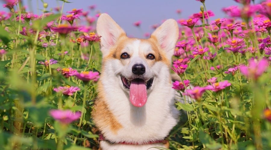 Corgi With Its Tongue Out Among Pink Flowers