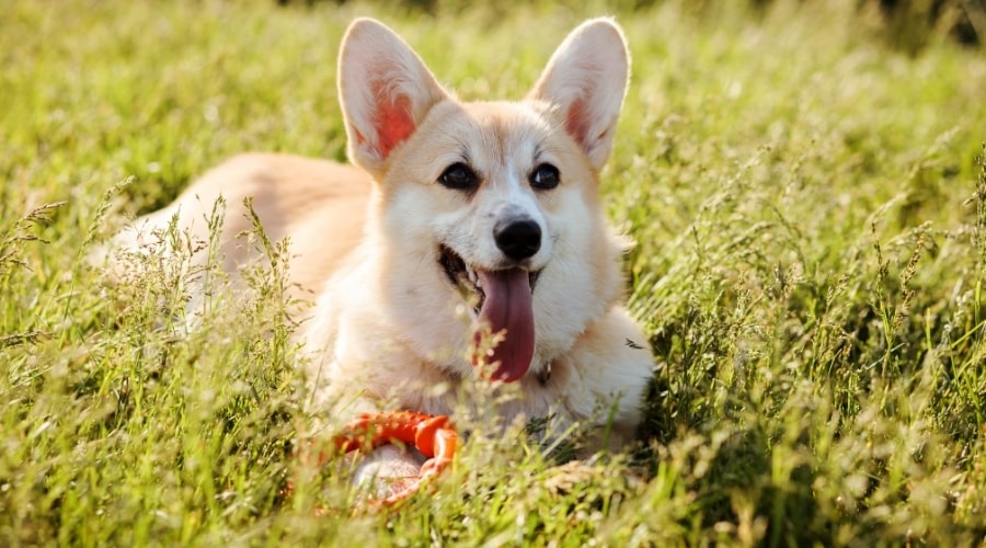 Corgi With Rubber Ring Chew Toy