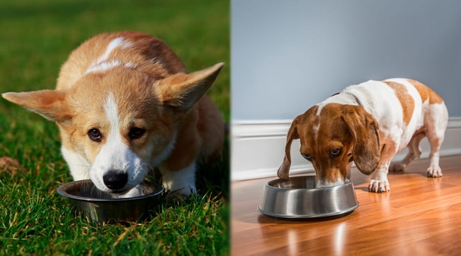 Corgi and Dachshund Eating Dinner