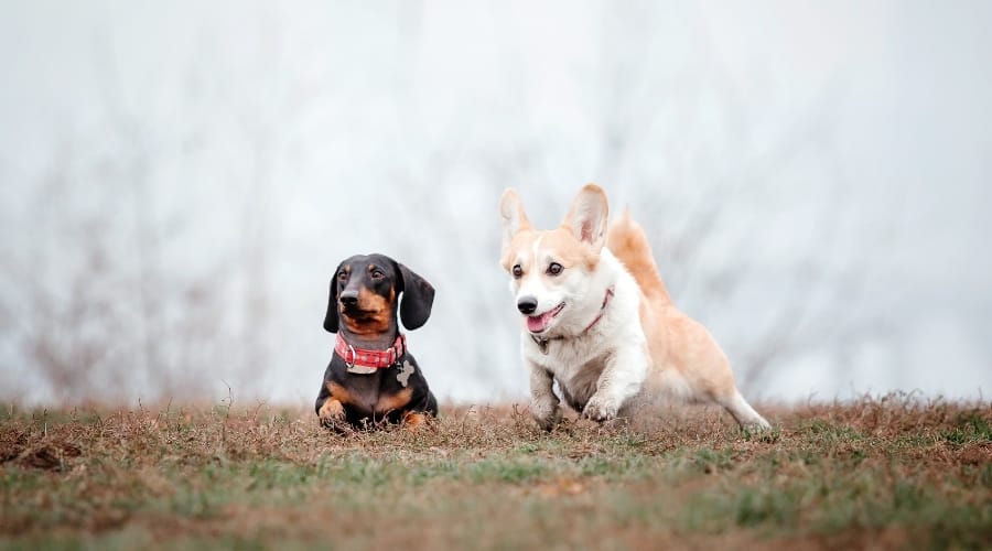 Corgi and Dachshund Training