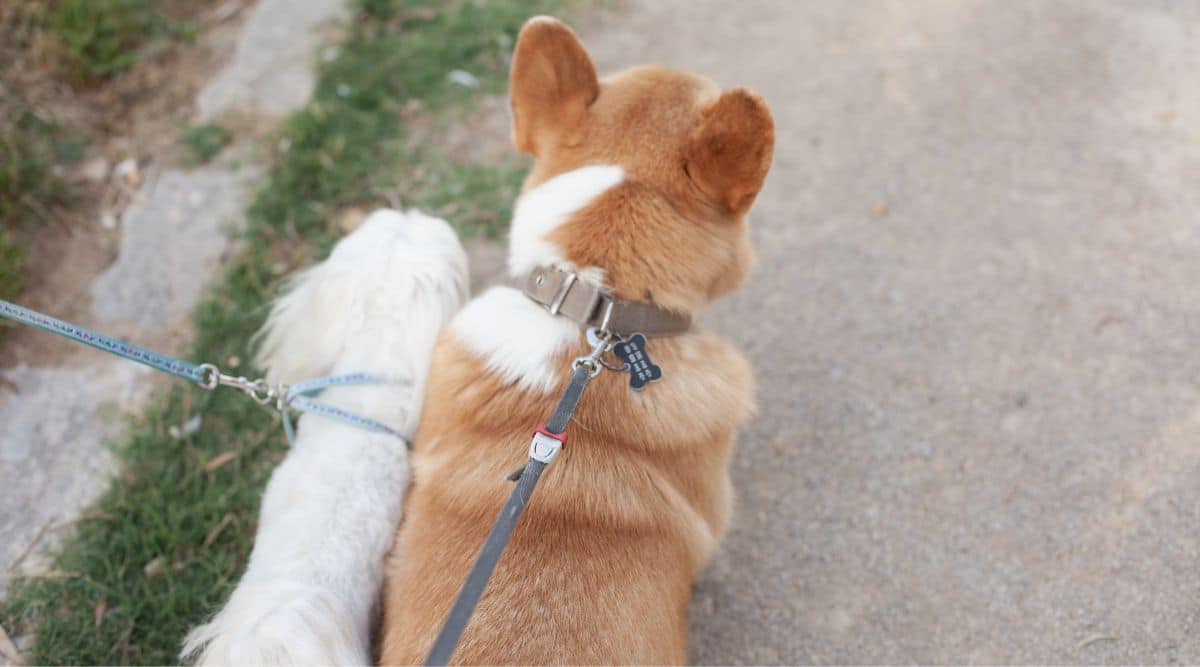 Corgi and a Maltese walking together.