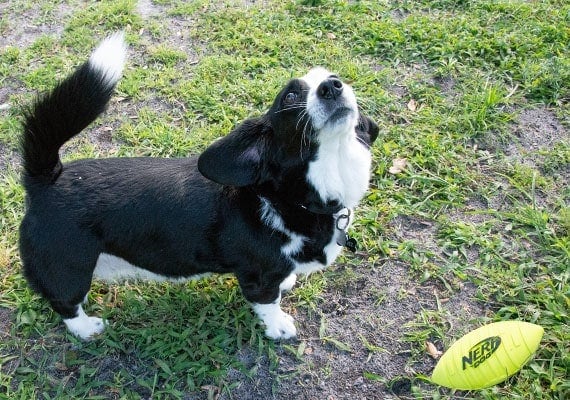Corgi Border Collie Mix begging for Nerf Football Dog Toy to be thrown