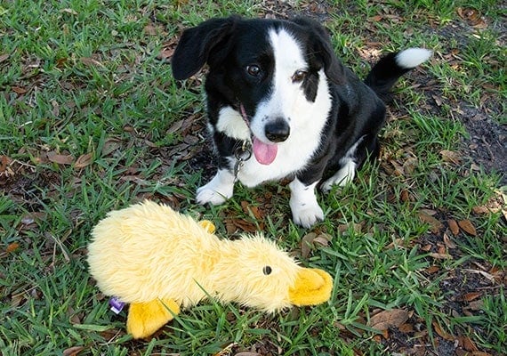 Corgi Border Collie Mix playing with duckworth duck plush dog toy