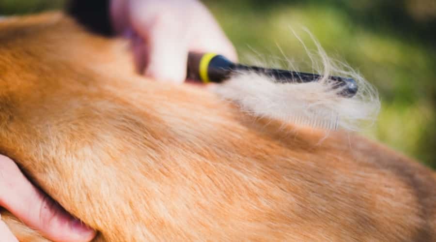 Corgi coat brushed up close with hair shedding