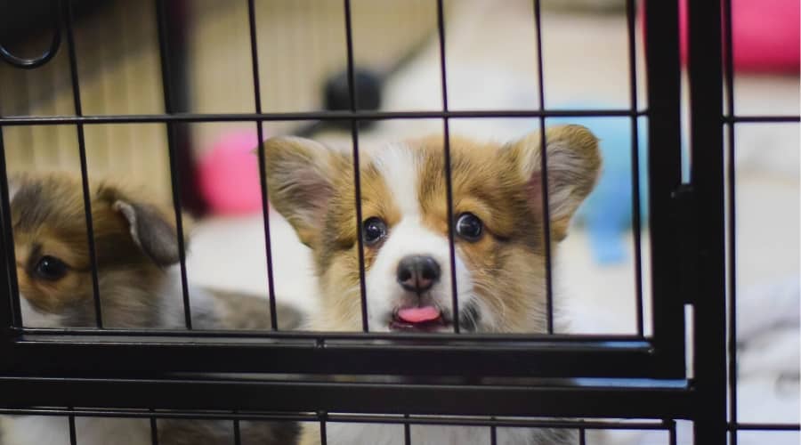 Corgi in Crate