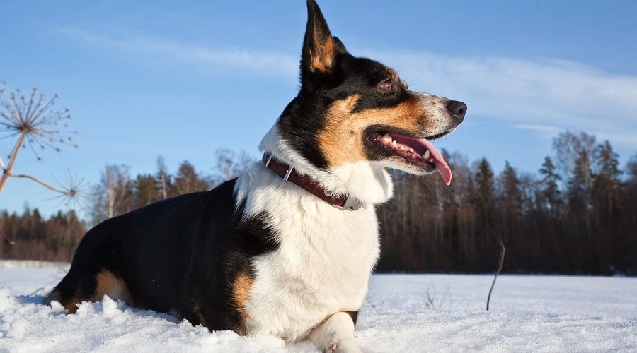 Corgi in Snow