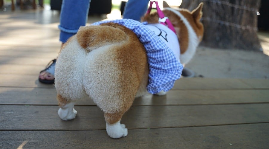 Corgi in a Dress