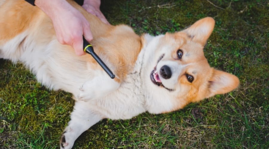 Corgi laying on the grass being brushed on belly with love.
