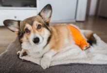Corgi laying with cast on a back leg.