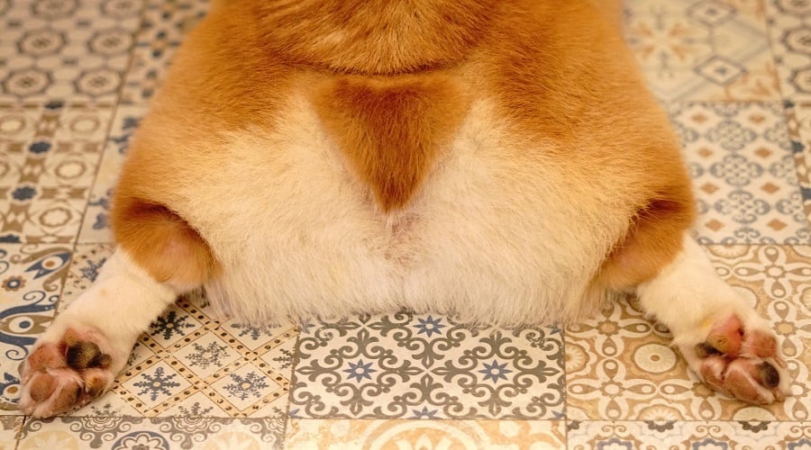 Corgi on 1970's Flooring