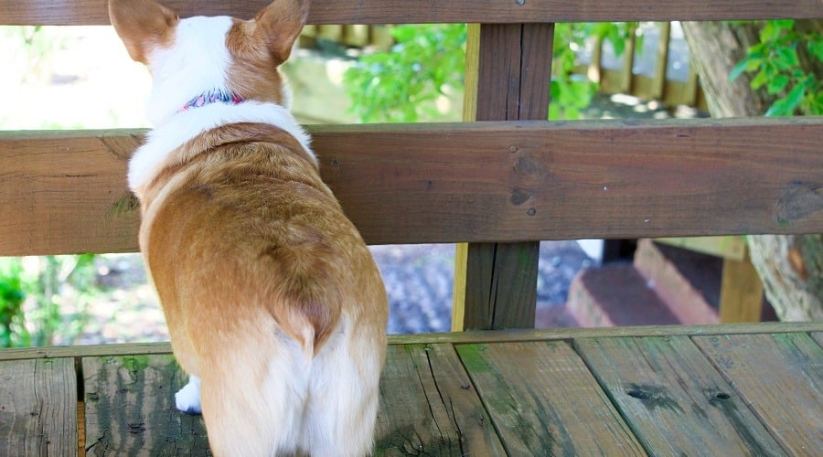 Corgi on Walkway