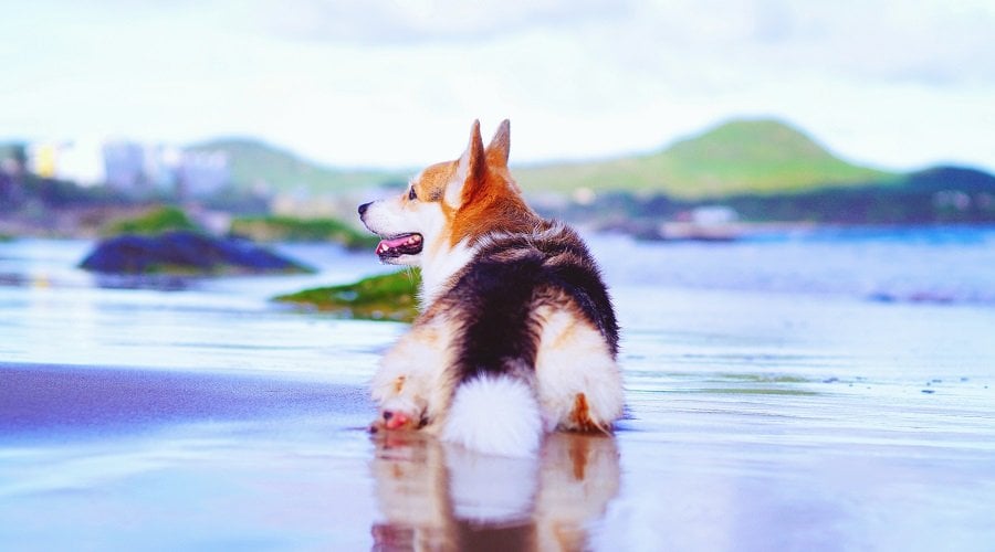 Corgi on Water