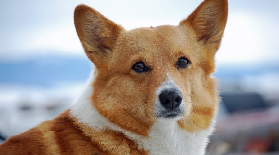 Corgi on beach