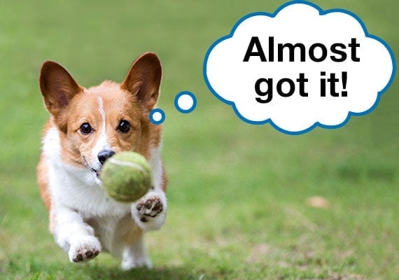 Corgi playing fetch, chasing tennis ball on grass in park