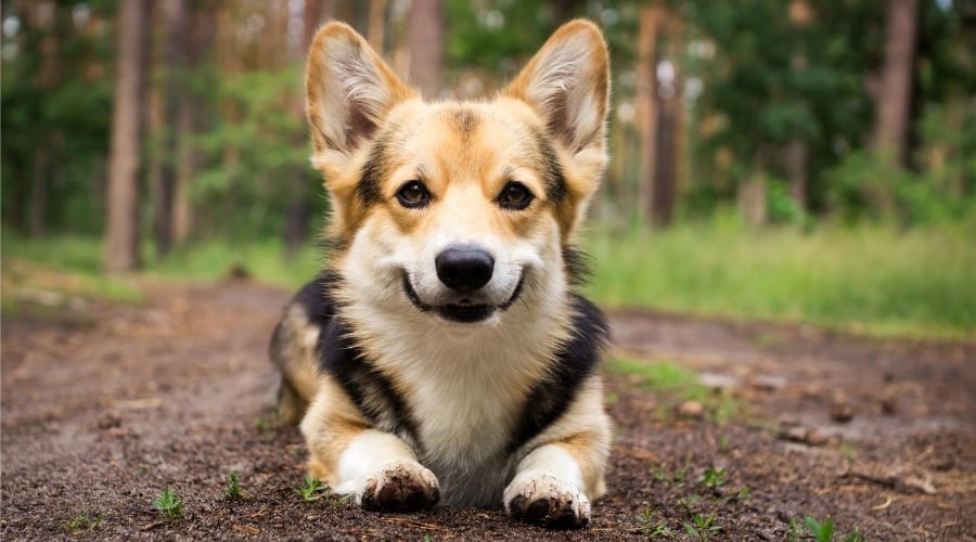 Corgi puppy laying down in dirt