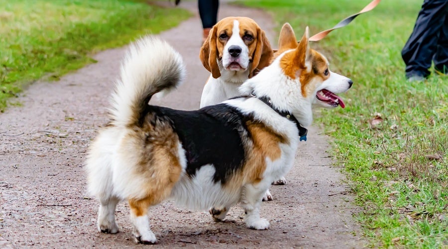 Corgi with a Friend