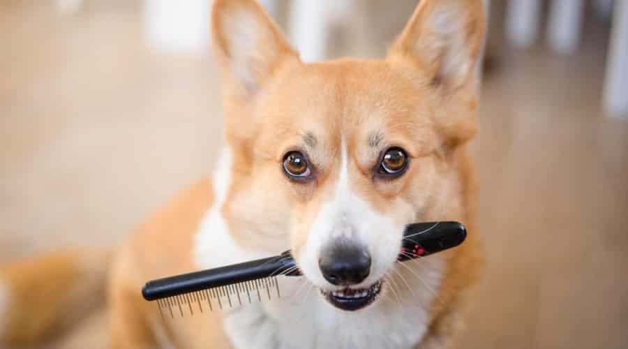 Best Brush For Types, Grooming Tips & More Canine Journal